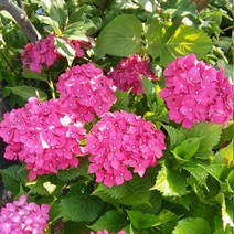 수국 x 10포트 야생화 여름꽃 다년생
