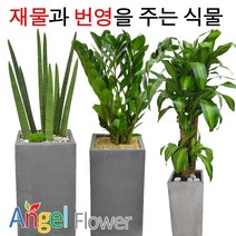 엔젤플라워 인기폭발 공기정화식물 초특가 개업화분 전국꽃배달, A14 고무나무, 1개