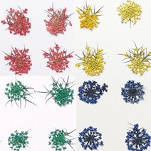 주연누름꽂 생화파츠 레이스플라워 당근꽃 생화클리터 네일스톤, 20개입, 옐로우