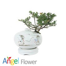 장수매 백자주판(중) 도자기분재 당일꽃배달, 1개