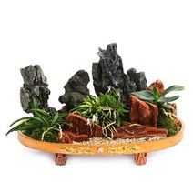 플라워리퍼블릭 숯부작 분재2 승진분재 취임분재 분재선물