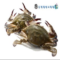 꽃게 신진도 활꽃게 2~3인분 당일조업 아침발송, 1박스, 5kg빙장포장