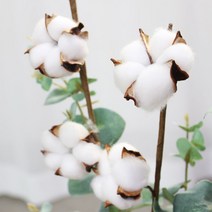 헐크더핏 인테리어 디자인 조화 화분 화병 모음, 드라이 목화 가지, 1개