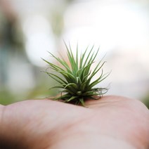 블룸 이오난사 미니, 1개, 이오난사(Mini)