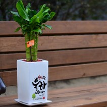 미나의정원 긴사각 - 승진취임영전 축하화분, 04 당신의 꿈을 응원합니다