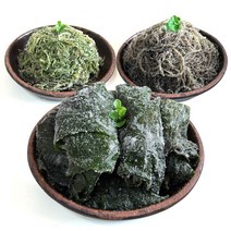 국내산 꼬시래기 미역줄기 다시마 4kg, 1박스, 01_꼬시래기 4kg