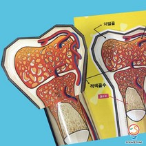 사이언스존 [인체의 비밀-뼈 (골수 골격) 5인용] / 생명과학 과학실험 과학교구 과학실험키트 STEAM 학습교구