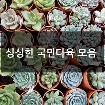 제이팟다육 예쁜 국민 다육이 다육식물 200종류, B02. 유접곡, 1개