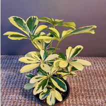 에덴농원 황금홍콩야자(10센치) 색상이 골드이어요(새로입고)