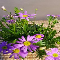 에덴농원 사계국화(보라색) 꽃이 계속피고지고해요