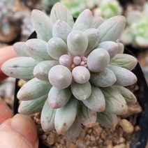 베이비핑거(소) 다육식물
