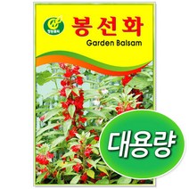 대용량 봉선화씨앗 100g 꽃씨앗, 1개
