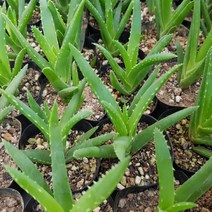 미니알로에(소) 다육식물 선인장