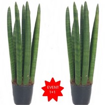 도도팜 1+1 산세베리아 스투키, 04.1+1 일자형25cm7촉1개