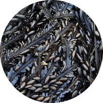 바다 천연조미료 멸치 새우 홍합 다시마 북어 파래 김, 톳분말(실속지퍼백) 300g