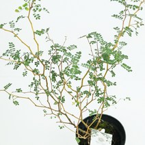 미니농장 마오리 소포라 코로키아 실버 코토니스터 인테리어식물, 마오리소포라+플라스틱포트