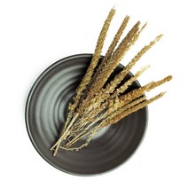 [동광한방몰] 와송/국내산 200g, 1팩, 600g