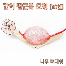 팔근육 모형 만들기(10인)-만들기키트