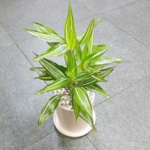 꽃피우는청년 새집증후군 미세먼지 제거 실내공기정화식물 원형 화이트 화분 (무광), 산데리아나빅토리아, 1개