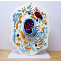 동물 세포 모형 R RTS
