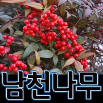 순희농장 남천나무묘목 남천분(60cm 90cm), 남천분(60cm전후), 2개