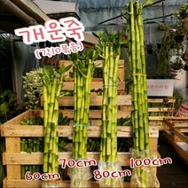 행복한꽃순이 개운죽 (4 종대) 만년청 수경 식물 유리병 공기 정화, 80cm