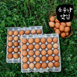 소문난맛집 구운계란 구운란 계란 대란 HACCP인증 파손보상
