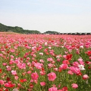 꽃씨앗 꽃양귀비 혼합색 (1000립) -다년초