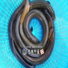 자연산민물장어 뱀장어 1마리 자연산장어 자연산 민물장어 장어즙 중탕 장어구이 (조업당일 발송상품), 자연산민물장어 (700-800g) 1마리, 1개