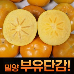 산지직송 고당도 햇단감 밀양단감 부유단감 알뜰 5kg