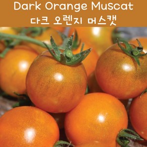 다크 오렌지 머스캣 Dak Oange Muscat 방울토마토 달콤한 희귀토마토 교육체험용 세트, 1개