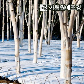 자작나무 백자작 조경수 가림원예조경, 잭큐몬티 도랜버스 키100cm 4치장포트(2개세트), 1개