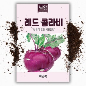 적콜라비씨앗 (100립) 레드 콜라비씨앗, 1개