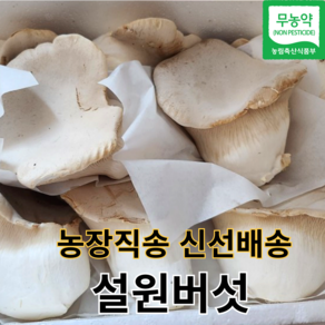 [산지농장직송] 국내산 설원버섯 황제버섯 가정용 못난이 사이즈 혼합, 1박스, 1kg내외