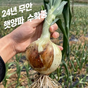 신선하고 아삭한 23년 무안 햇양파, 황토양파 3kg [소/장아찌겸용], 1개