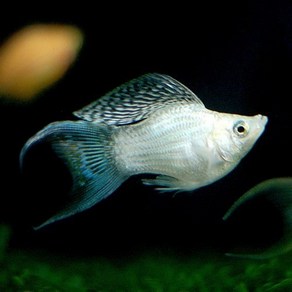 풍선 화이트 몰리 3cm ~ 5cm [2마리], 1개, 10g