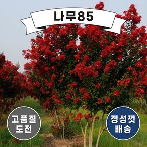 (나무85) 배롱나무 다이너마이트 삽목2년 (2주묶음)