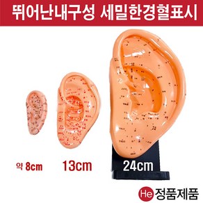 He 귀모형 중 13cm HD3002ZY 경혈인형 수지침 경혈모형침구인형 한의원모형 혈점 혈자리 인체모형, 1개