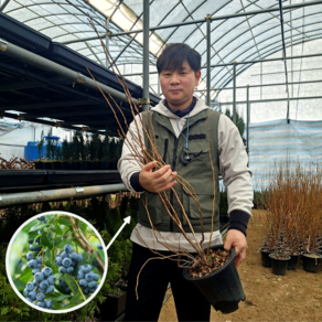 블루베리묘목 5년생 화분묘 블루베리재배 키우기, 1개, 듀크5년생