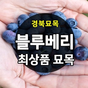 [경북농원] 블루베리 묘목 2~3년생 포트묘 판매중, M7 삽목2년생, 1개