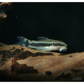 풍선 골든 몰리 3cm ~ 5cm [2마리], 1개, 10g