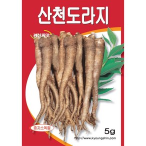 (씨앗) 산천도라지 - 약성이 좋은 도라지 씨앗 종자 - 텃밭용 소포장 - 3g, 1개