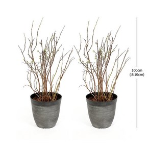 (코스트코 상품) 블루베리 나무 2개입 100cm, 2개