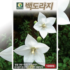 다농 백도라지 씨앗 1000립 흰 도라지 씨 토종 약초 산나물 종자, 1개