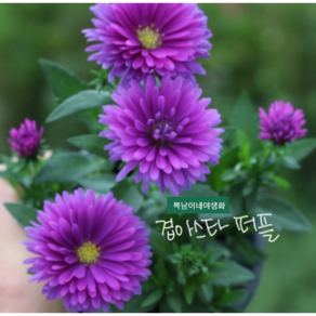 겹아스타 [4포트] 퍼플 (복남이네 야생화 모종 아스터 aster)