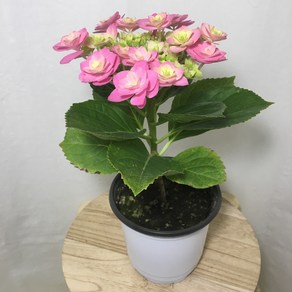 [해피그린 화원] 미니핑크장미수국 핑크수국 미니수국 수국 수국꽃 꽃식물 꽃화분 반려식물 공기정화식물 식물 095 화원 농원, 1개, 핑크