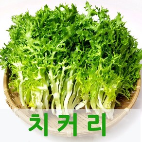 싱싱한 치커리2kg 싱싱지오, 2kg, 1개