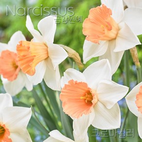 수선화(Narcissus) 추식 구근 크로마컬러(1set-1구) 금강원예