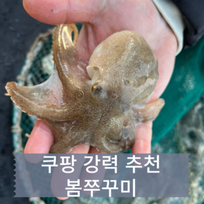 쭈꾸미 산지직송 여수 국내산 봄쭈꾸미 제철 활쭈꾸미 생물, 1개, 1kg