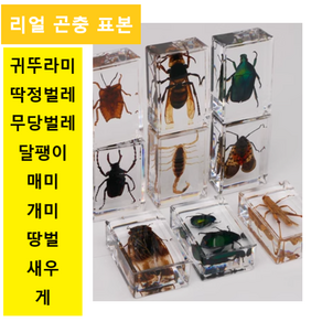 실제 곤충표본, 전갈, 1세트